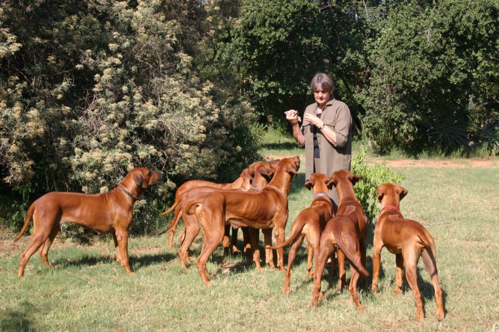 woman training red dogs