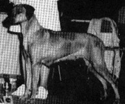 champion dog poses