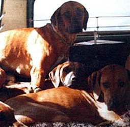 dogs in house