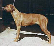posed champion dog