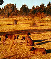 several dogs at farm