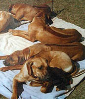 dogs all sitting