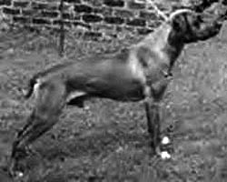 dog stacked for showing