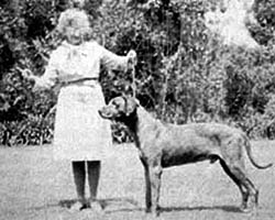 Show dog photo