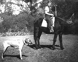 lady on horse and dog next to her
