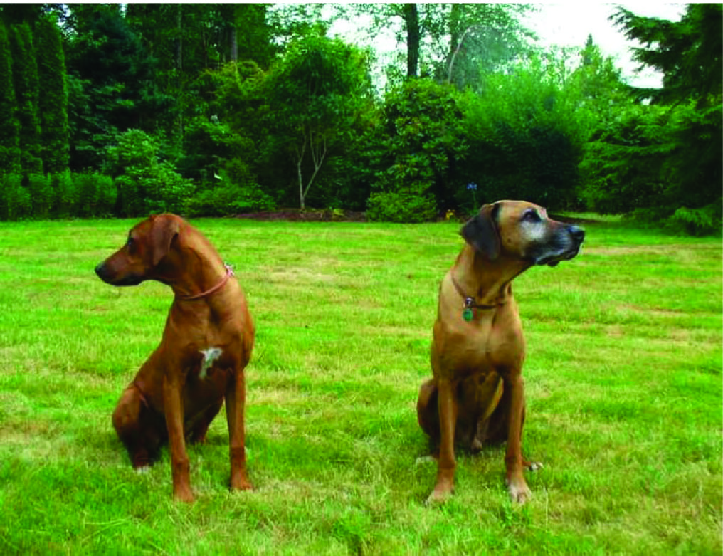two dogs in a yard on grass