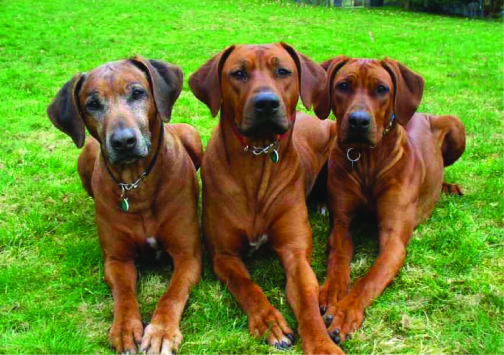 three dogs in grass