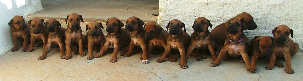 Lots of puppies lined up for a photo