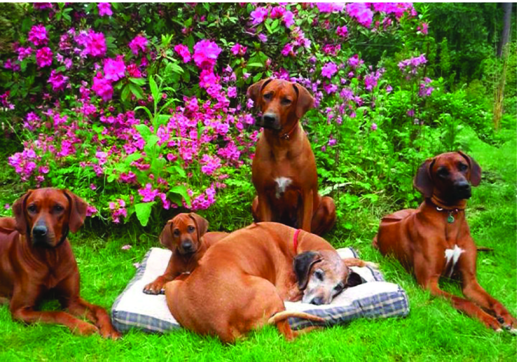 Old dogs with other age dogs on grass in front of flowers