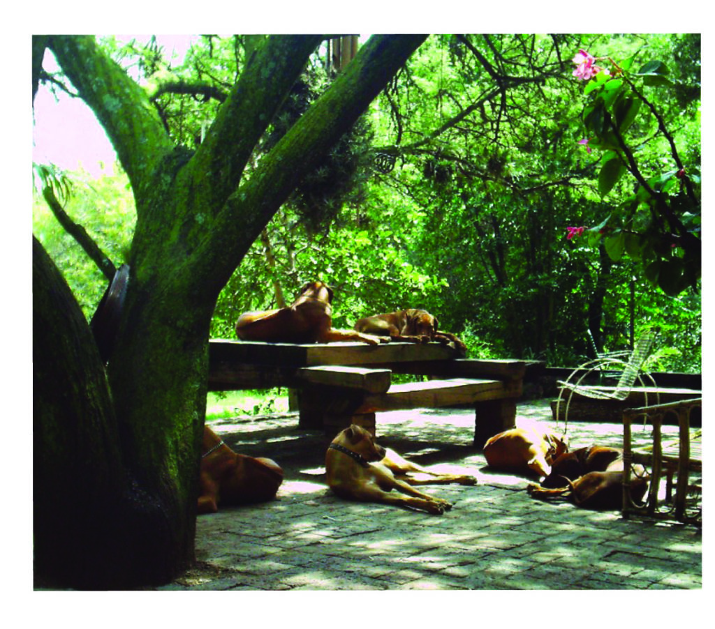 Several dogs under a tree