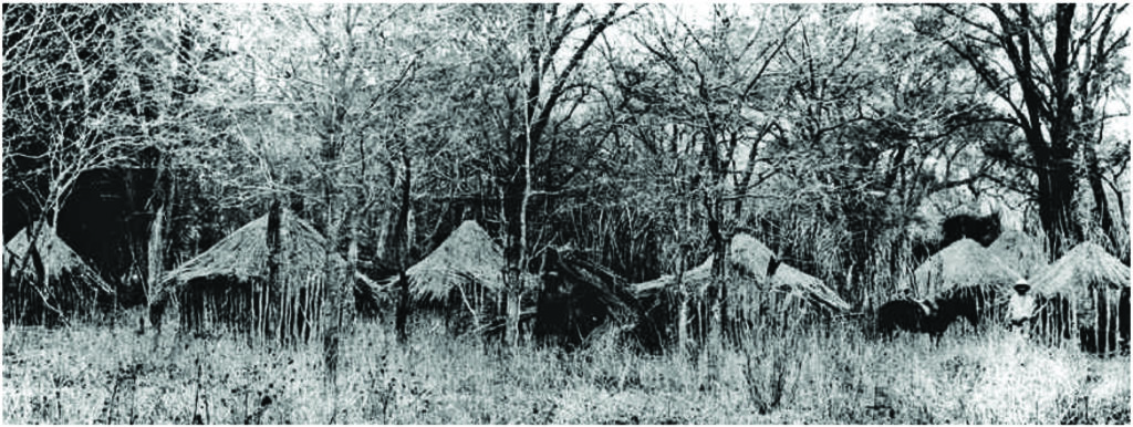 Village in trees