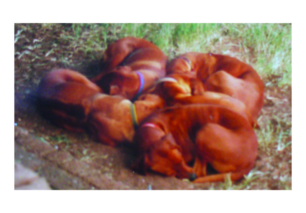 Dogs sleeping in a group