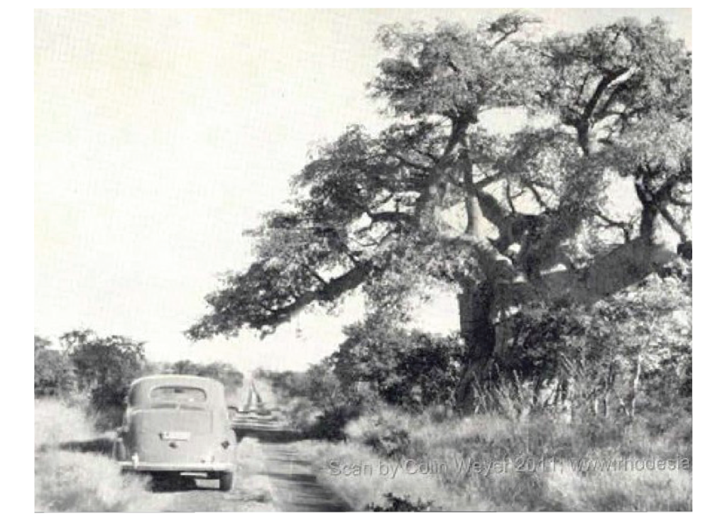 Black and white image of car on side of road by tree